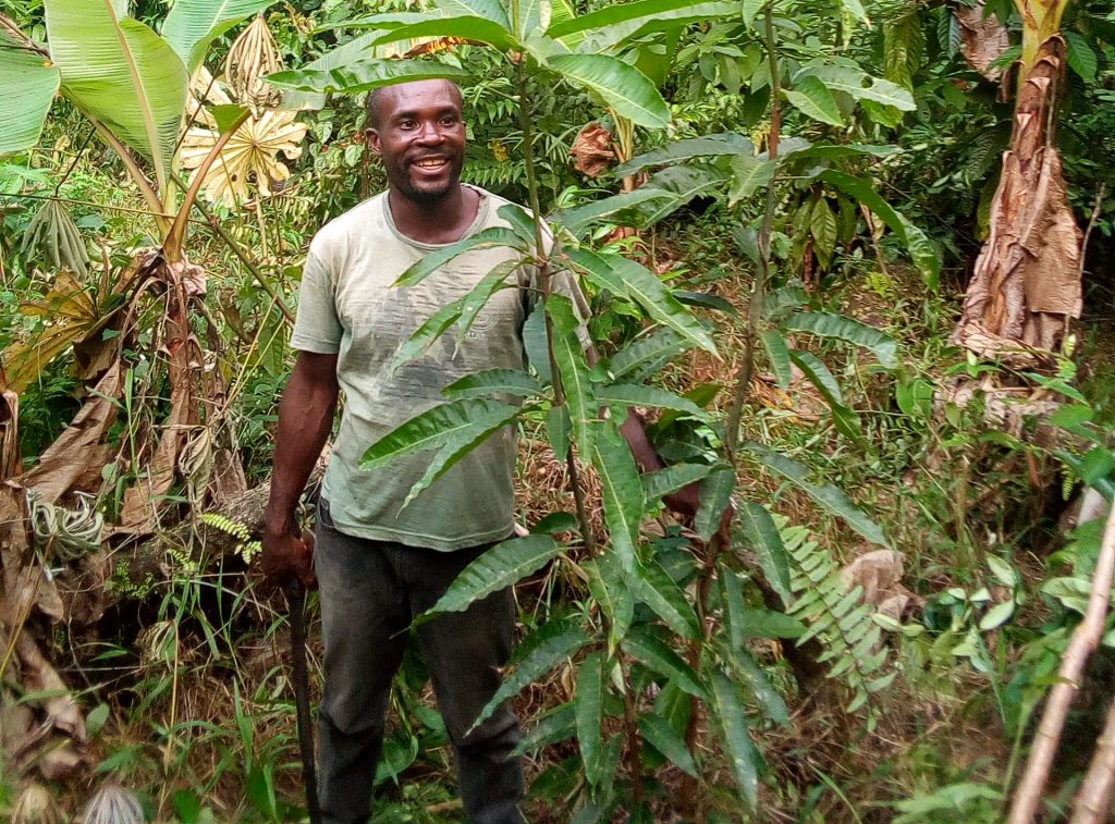 agroforesterie à Fifinda