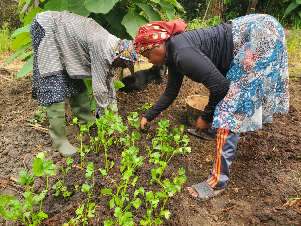 Culture du céleri avec du compost par les femmes agricultrices de Batchenga