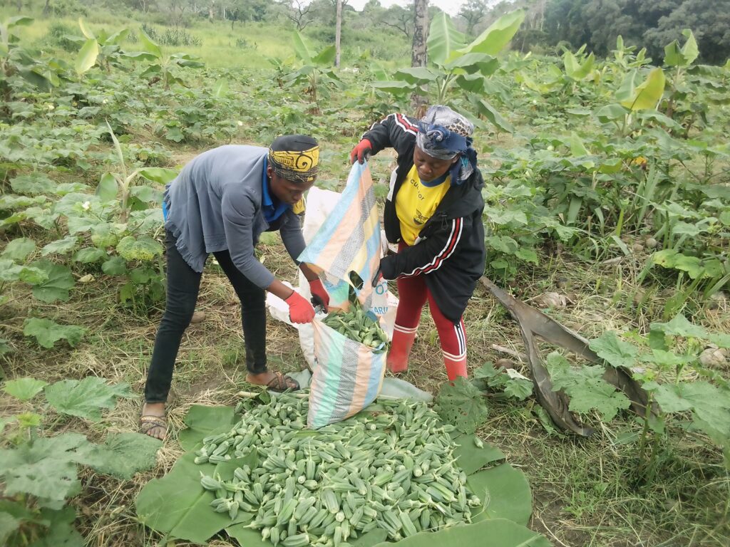 Récolte du gombo dans les champs des femmes agricultrices de Batchenga
