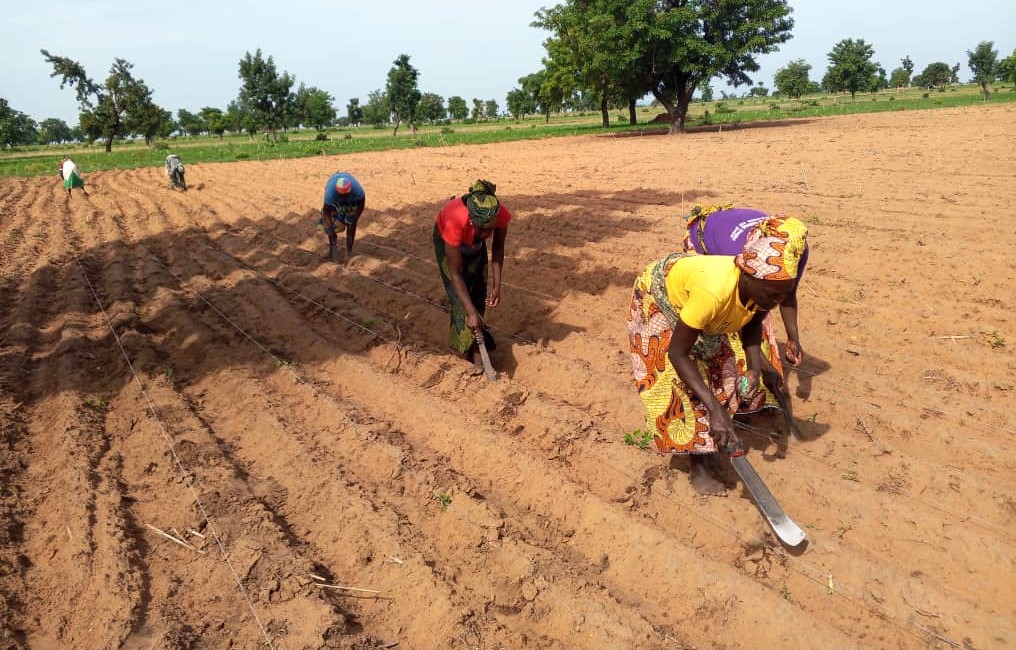 Agriclutrices de Ngong en train de pratiquer des techniques de semis dans leurs champs