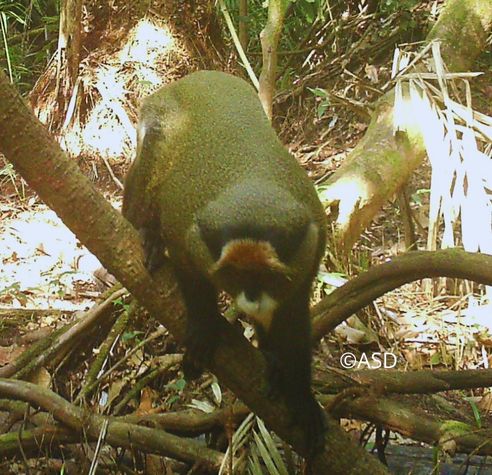 Cercopithèque de Brazza